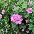 Bubblegum Pink Geranium Cuttings – Pelargonium Zonal | 4 Live 8 Inch Cuttings | Pastel Pink Flower Plant | Fast Rooting Starter | Patio & Container Friendly
