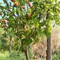 Korean Noryang Giant Asian Pear Tree – Pyrus pyrifolia Live Bare Root Tree | 32–36 Inches Tall | Extra Large Sweet Juicy Pear | Premium Asian Pear Variety