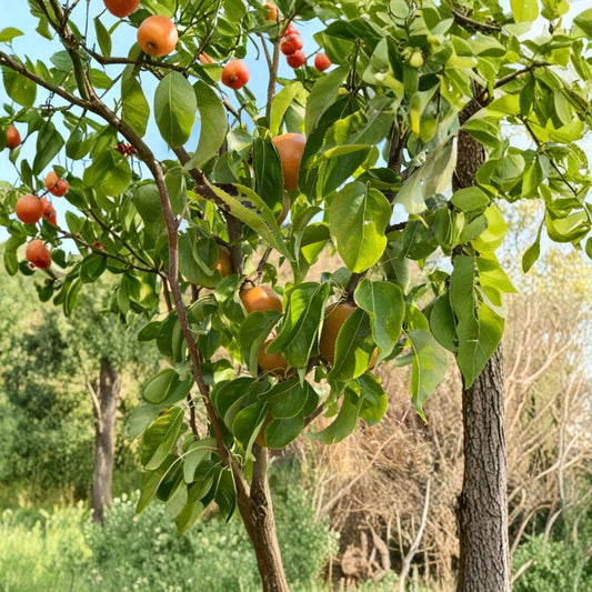 Korean Noryang Giant Asian Pear Tree – Pyrus pyrifolia Live Bare Root Tree | 32–36 Inches Tall | Extra Large Sweet Juicy Pear | Premium Asian Pear Variety