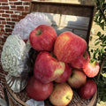 Rainbow Delicious Apple Tree – Malus domestica Live Bare Root Tree | 32 Inches Tall | Striped Red & Yellow Apple Variety | スターキング・デリシャス リンゴ 红香蕉苹果