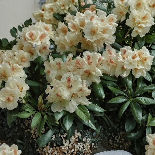 Rhododendron ‘Mrs. Betty Robinson’ Live Evergreen Shrub | Yellow & Red Blooming Rhododendron | Hardy Landscape Plant | #2 Container Grown