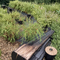 Filiformis Arborvitae – Live Evergreen Conifer | 1 Gallon Pot Plant | Threadleaf Arborvitae | Thuja occidentalis Graceful Landscape Shrub
