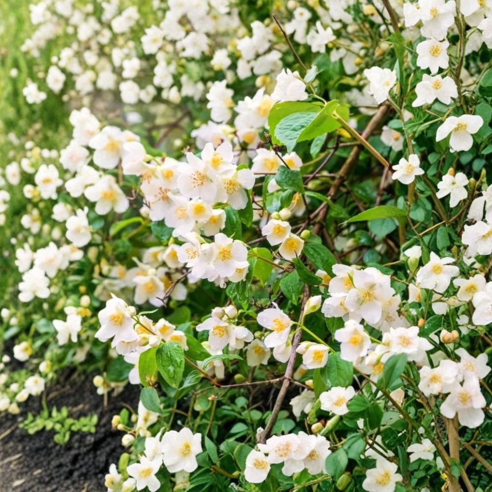 Sweet Mock Orange Plants – Philadelphus coronarius | 5 Live Starter Shrubs 12–24" | Fragrant White Blooms | Bare Root Garden Plants