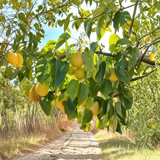Honey Jar Asian Pear Tree – Pyrus pyrifolia Live Bare Root Tree | 32–36 Inches Tall | Very Sweet & Juicy Pear Variety | Early Ripening Fruit Tree | Backyard Orchard Favorite