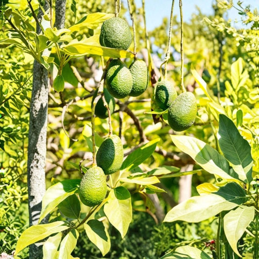 Hass Avocado Tree Live Plant – 1–2 Ft Tall | 3 Gallon Pot | Hass Avocado Fruit Tree | Healthy Evergreen Plant | Patio & Garden Friendly