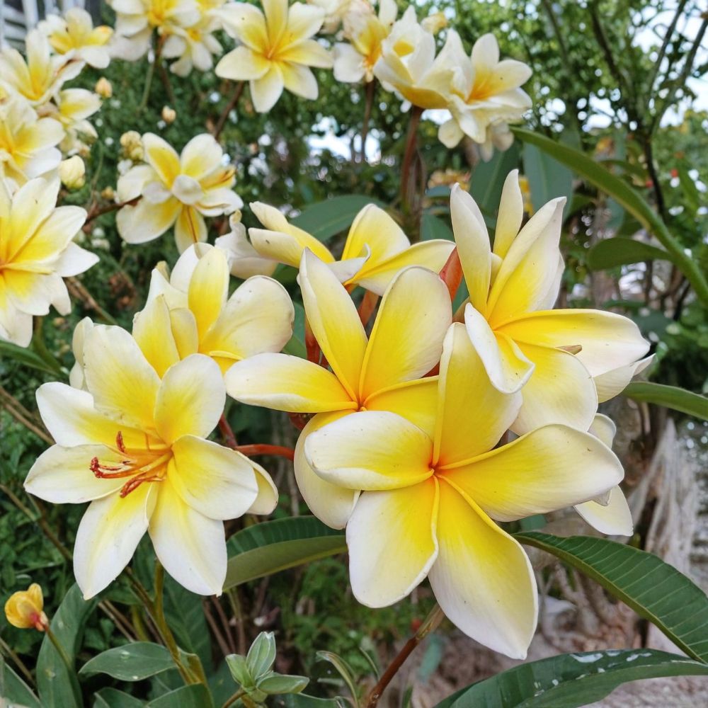 Blazing Sun Hawaii Plumeria Cuttings – 2 Live Cuttings | 11 Inches Long | Frangipani | Yellow Flowering Tropical Tree | Free Shipping
