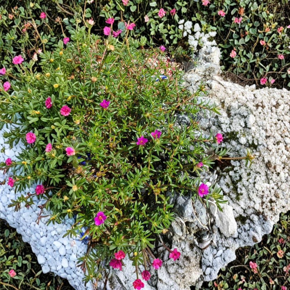 Moss Rose 'Kiss Me Quick' – Portulaca pilosa Live Rooted Plants | Set of 3 | Bare Root | Magenta Blooming Groundcover | Florida Native | Easy to Grow
