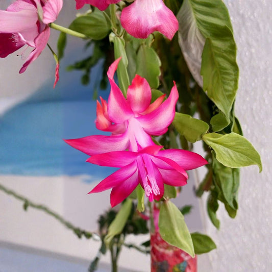 Set of 3 Holiday Cactus Live Plants | Christmas, Easter & Thanksgiving Cactus | Rooted Starter Plants | Colorful Blooming Succulents | Easy to Grow