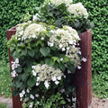 Climbing Hydrangea – Live Flowering Vine | 4 Inch Pot Plant | Hydrangea anomala petiolaris | Hardy White Bloom Climbing Plant
