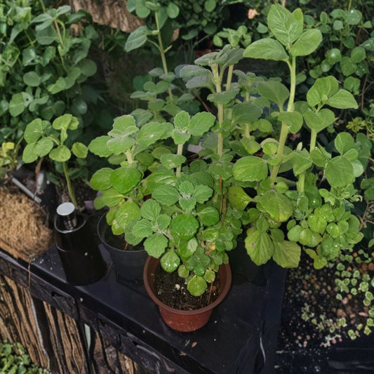 Vicks Plant – Plectranthus tomentosa Live Rooted Starter | Succulent Herb | Aromatic Foliage | Indoor & Outdoor Plant | Easy-Care Houseplant | Garden Starter