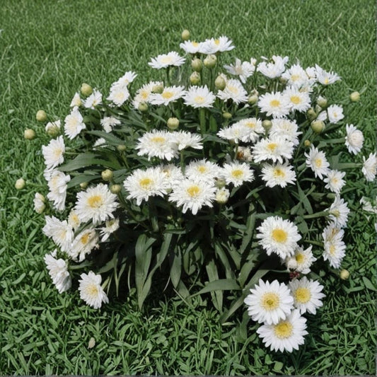 Shasta Daisy ‘Rebecca’ Live Plant – 1 Live Perennial | Pollinator-Friendly Flower | White & Pink Blooms | Garden Starter Plant | No Shipping to California