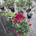 Rhododendron ‘Dark Lord’ Live Evergreen Shrub | Deep Maroon Blooming Rhododendron | Cold Hardy Landscape Plant | #2 Container Grown