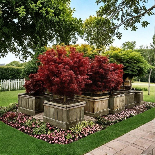 Shaina Dwarf Japanese Maple Live Plant | 2.5 Quart | Acer palmatum 'Shaina' | Red Maroon Foliage | Patio & Bonsai Tree