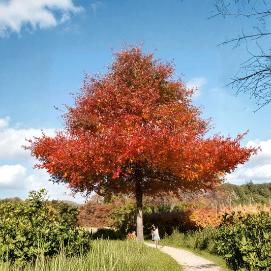 Black Gum Tree – Nyssa sylvatica Live Starter Tree | 12–24 Inches Tall | Bare Root Native Shade Tree | Brilliant Fall Color