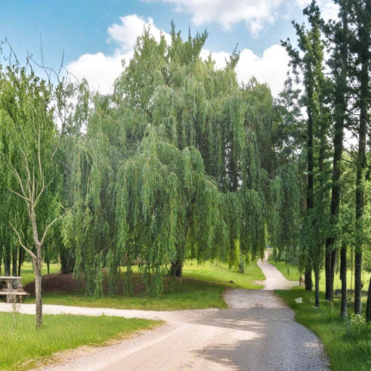 Weeping Willow – Fresh Unrooted Cuttings | Set of 20 | Fast Growing Shade Tree | Easy to Propagate
