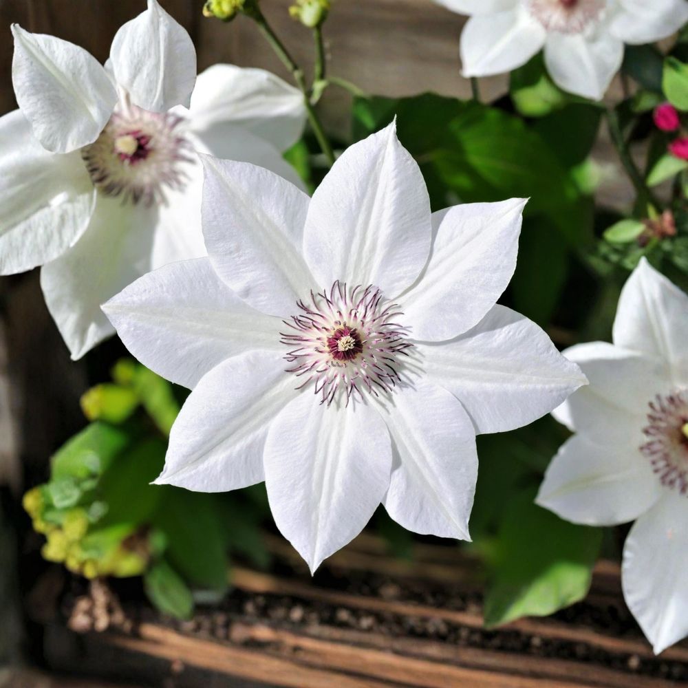 Clematis Henryi Live Vine Plant | Rooted in Quart Pot | Large White Flowering Climbing Vine | Trellis & Arbor Friendly | Easy to Grow