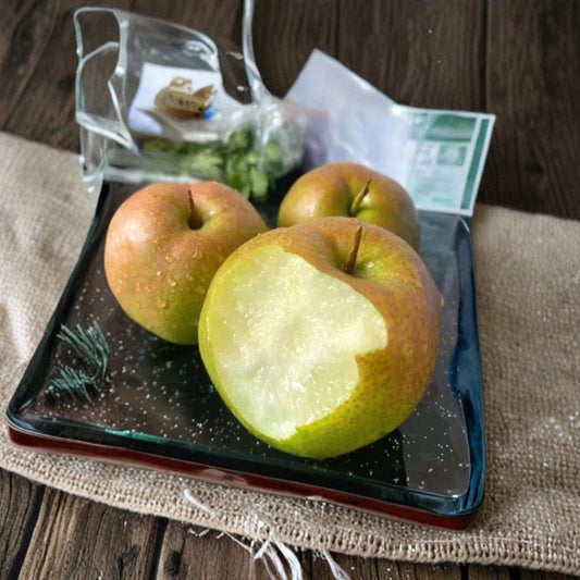 Yulu Fragrant Pear Tree – Pyrus pyrifolia Live Bare Root Tree | 32–36 Inches Tall | Sweet Juicy Asian Pear Variety | 山西隰县玉露香梨