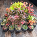Acer palmatum ‘Ruby Stars’ (Beni Hoshi) – Dwarf Japanese Maple Live Tree | 20–25 Inches Tall | Slow Growing Bonsai Maple | #3 Container Size