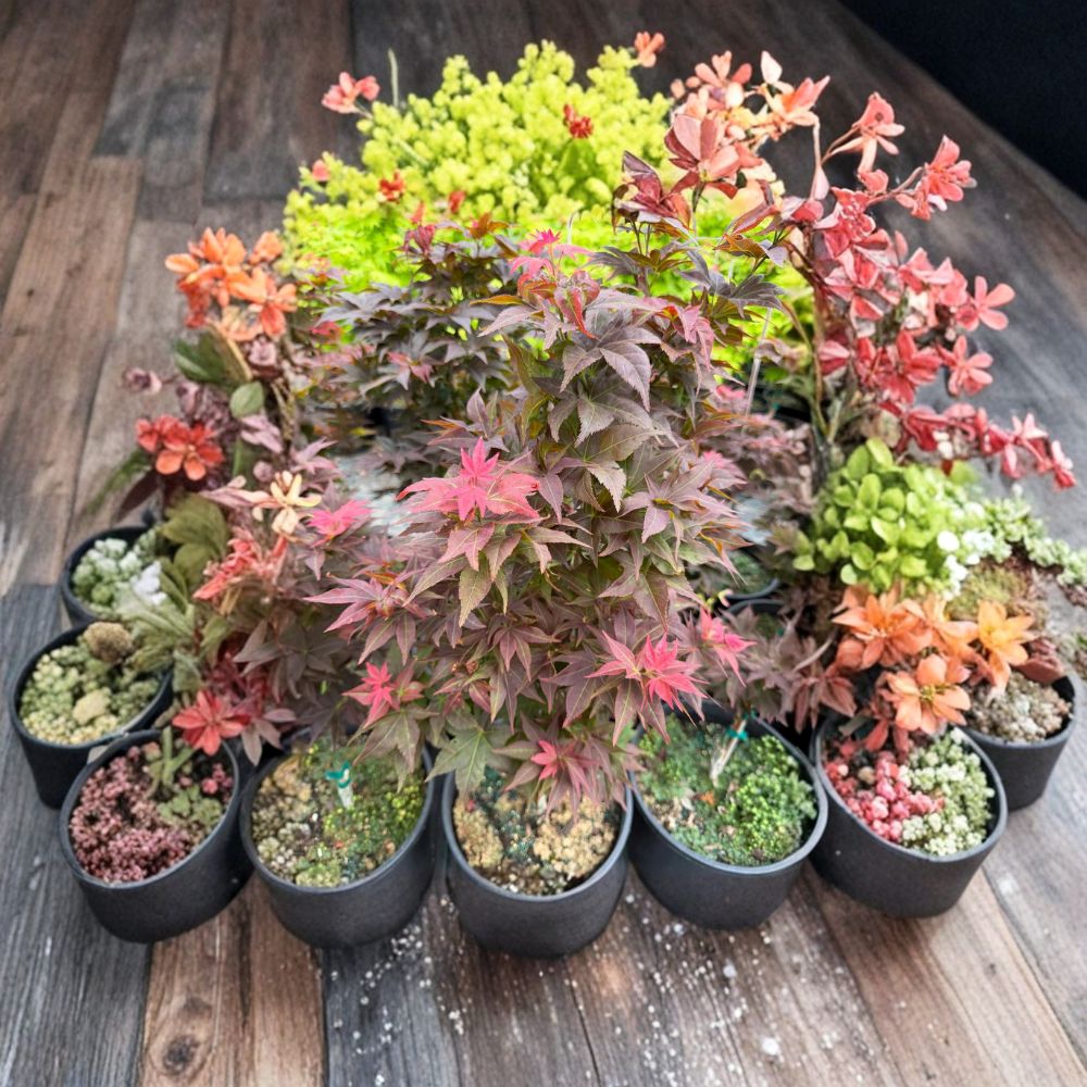 Acer palmatum ‘Ruby Stars’ (Beni Hoshi) – Dwarf Japanese Maple Live Tree | 20–25 Inches Tall | Slow Growing Bonsai Maple | #3 Container Size