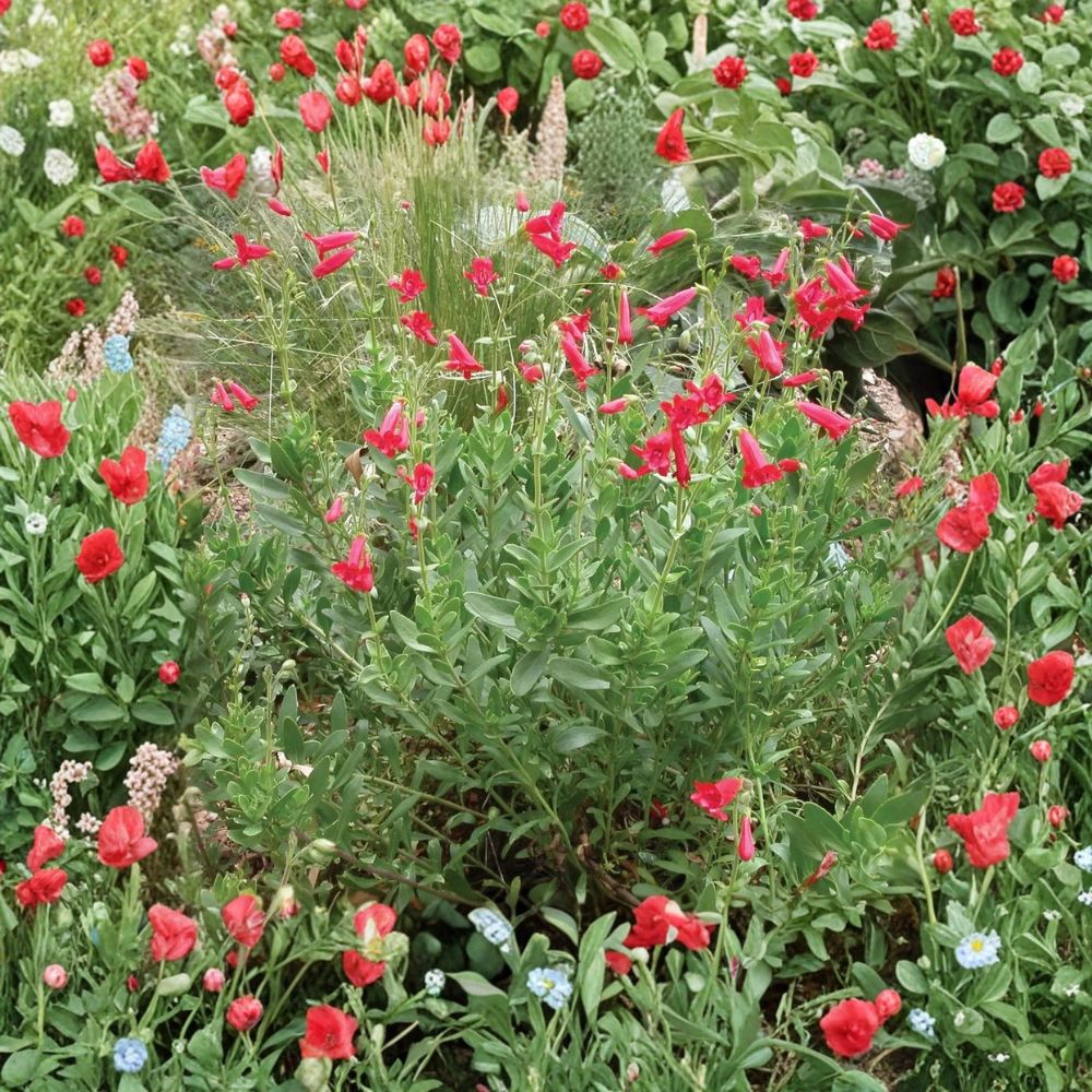 Rock Penstemon – Penstemon baccharifolius Live Plant | 1 Gallon Fully Rooted | Includes Nursery Pot | Native Pollinator Perennial | Drought Tolerant