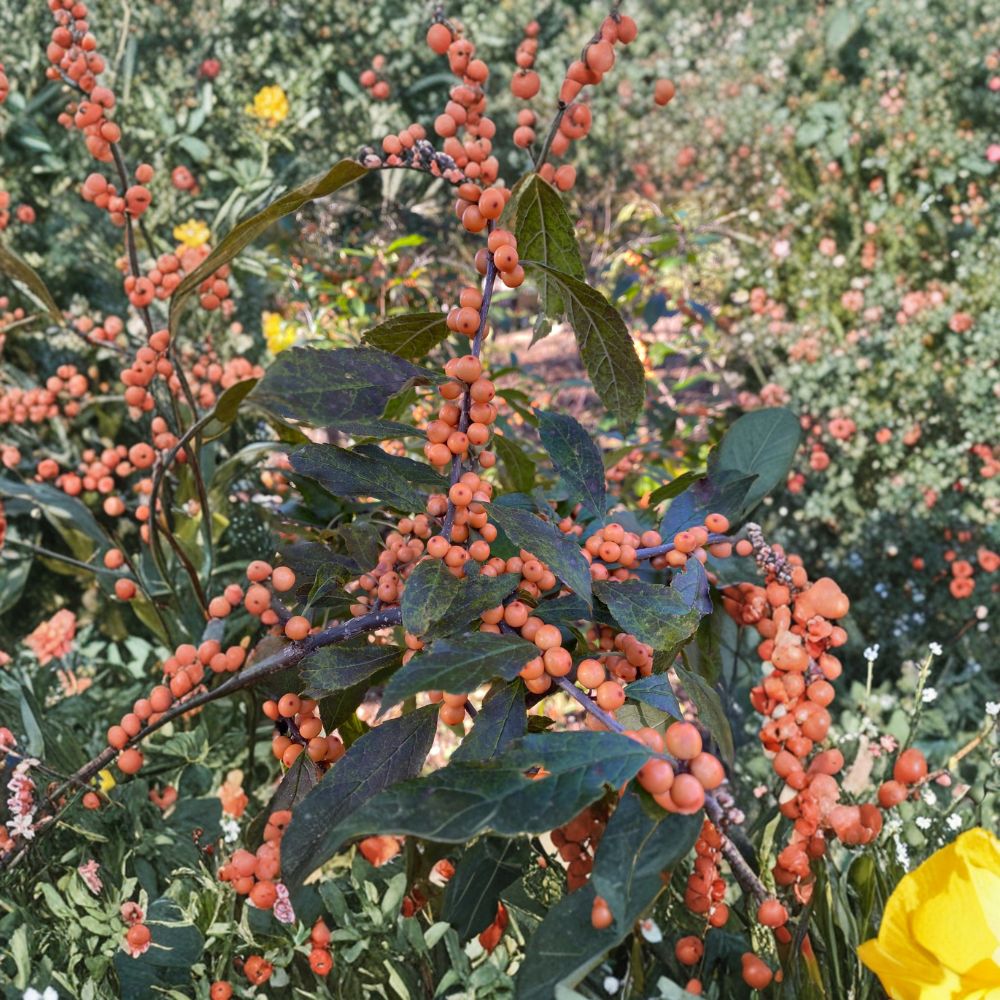 Winter Gold Winterberry Holly – Live Female Shrub | 4 Inch Pot Plant | Orange Berry Ilex verticillata | Cold Hardy Landscape Holly