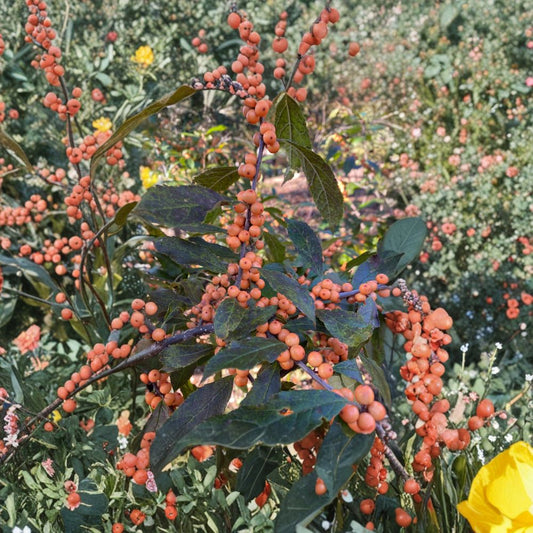 Winter Gold Winterberry Holly – Live Female Shrub | 4 Inch Pot Plant | Orange Berry Ilex verticillata | Cold Hardy Landscape Holly
