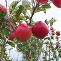 Pink Lady Apple Tree – Malus domestica Live Bare Root Tree | 32–36 Inches Tall | Crisp Sweet Tart Apple Variety | Cripps Pink on M7 Rootstock