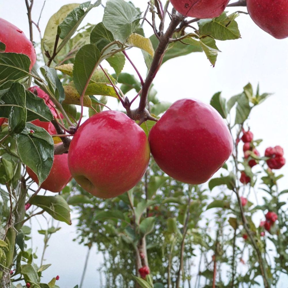 Pink Lady Apple Tree – Malus domestica Live Bare Root Tree | 32–36 Inches Tall | Crisp Sweet Tart Apple Variety | Cripps Pink on M7 Rootstock