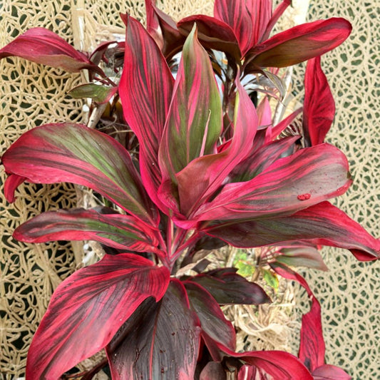 Hawaiian Green Pink Red Hybrid Ti Plant – Cordyline fruticosa Live Cuttings | 3 Starter Logs 6 Inches | Fresh Hawaiian Ti Cuttings | Tropical Ornamental Plant | Easy to Propagate