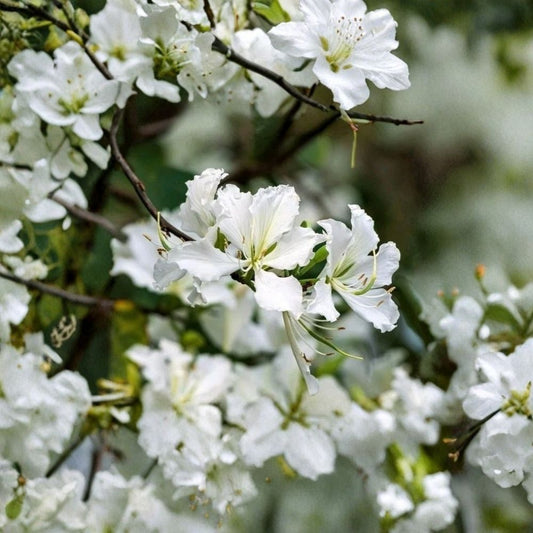 White Hong Kong Orchid Tree – Bauhinia × blakeana 'Alba' Live Plant | 12–18 Inch Tall | 4 Inch Pot | White Orchid-Like Flowers | Tropical Ornamental Tree