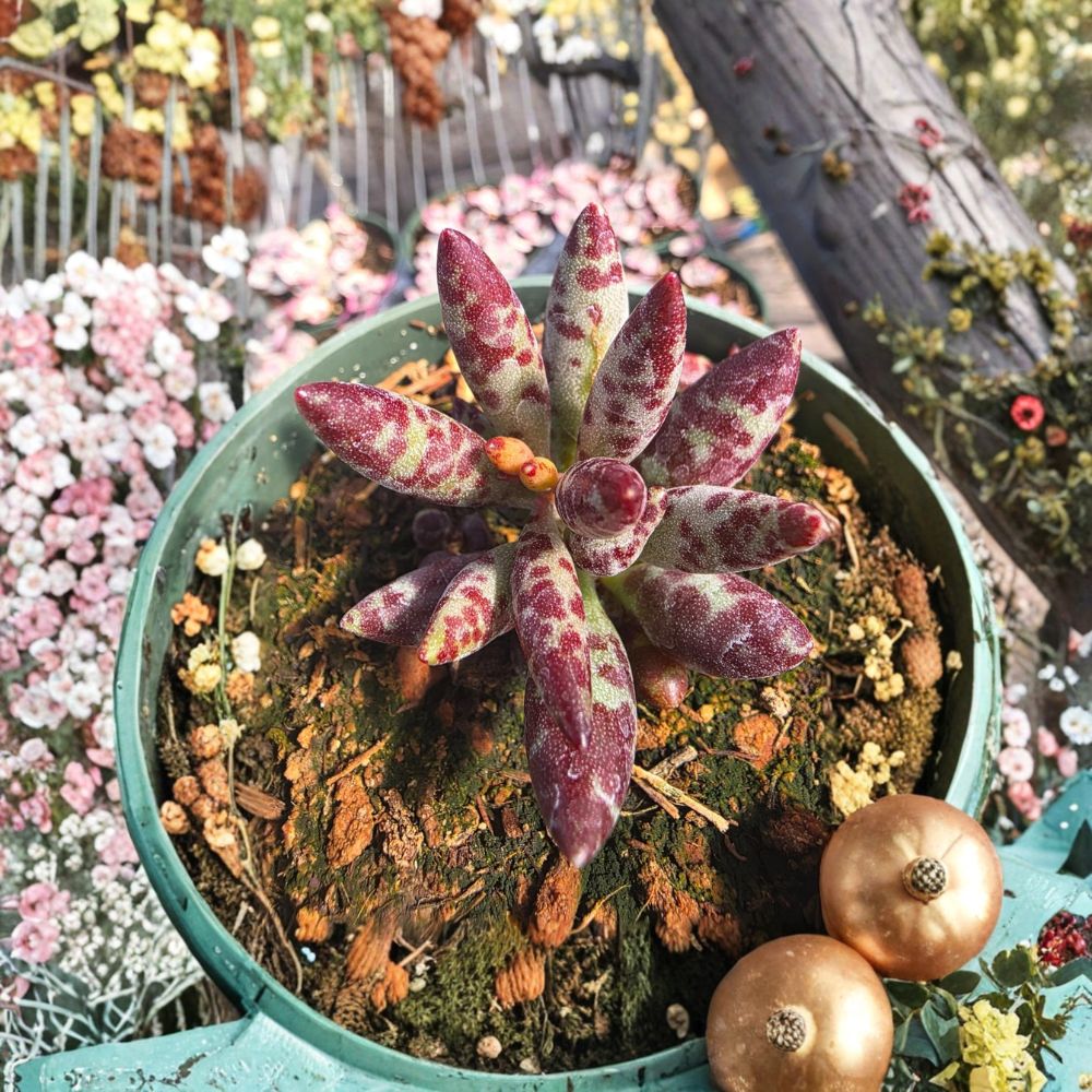 Adromischus Succulent – Live Plant | Rare Bare Root Succulent | Easy Care Houseplant | Collector's Plant