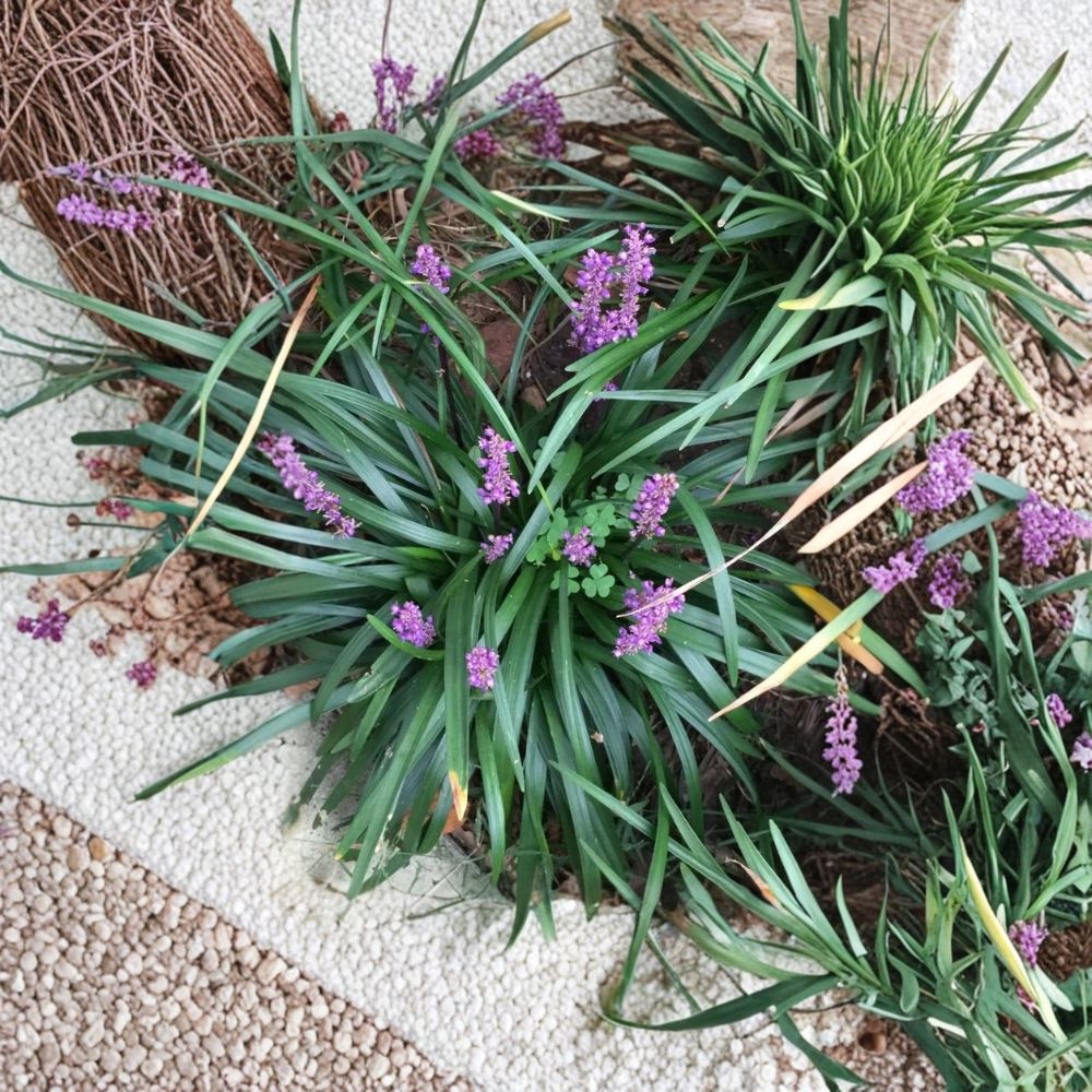 50 Live Monkey Grass Plants | Liriope spicata Bare Root | Lilyturf Ground Cover | Purple Flowers & Berries | Evergreen Perennial