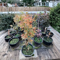 Acer palmatum ‘Manyo no Sato’ – Rare Variegated Japanese Maple | Colorful Seasonal Foliage | #3 Container | 20–30" Tall