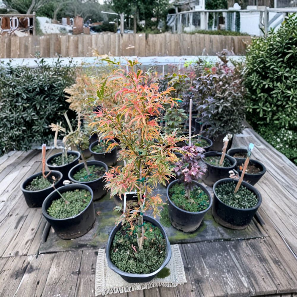 Acer palmatum ‘Manyo no Sato’ – Rare Variegated Japanese Maple | Colorful Seasonal Foliage | #3 Container | 20–30" Tall