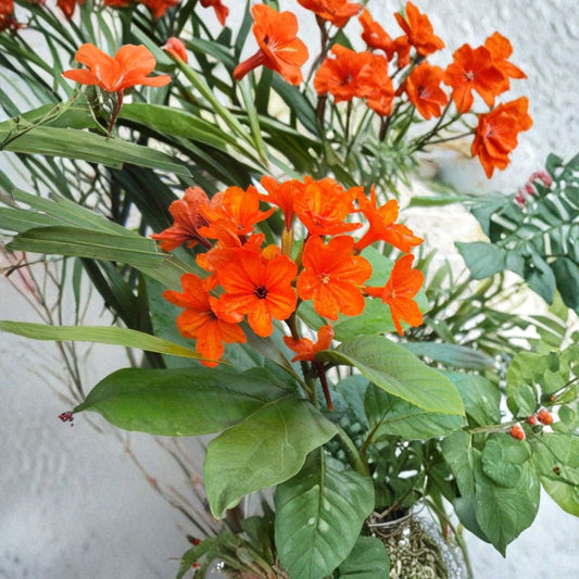 Geiger Tree Seeds – Cordia sebestena | 5 Seeds Included | Orange Flower Tropical Tree | Pollinator Friendly | Rare Exotic Garden Plant