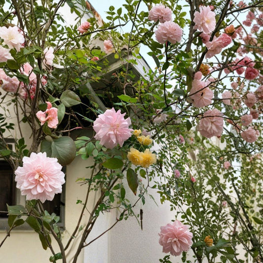 Miniature Rose Cuttings Combo – Pink & Yellow Roses | 20 Organic Cuttings 6" | Fragrant Flowering Plants | DIY Propagation