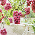 Queen Nina Japanese Premium Grape Vine – Vitis vinifera Live Bare Root Vine | Luxury Red Table Grape | クイーンニーナ 葡萄 妮娜皇后 | On 3309C Rootstock