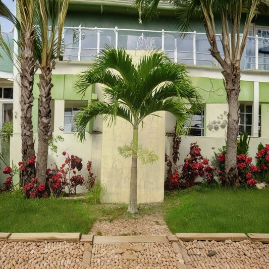 Foxtail Palm Tree Live Plant – 2–3 Ft Tall | 1 Gallon Pot | Tropical Ornamental Palm | Wodyetia bifurcata | Patio & Garden Palm | No CA Shipping