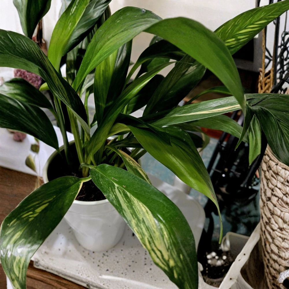 Variegated Silver Streak Pothos – Live Rooted Plant | Rare Tropical Houseplant | Climbing Indoor Vine | Easy Care Starter Plant