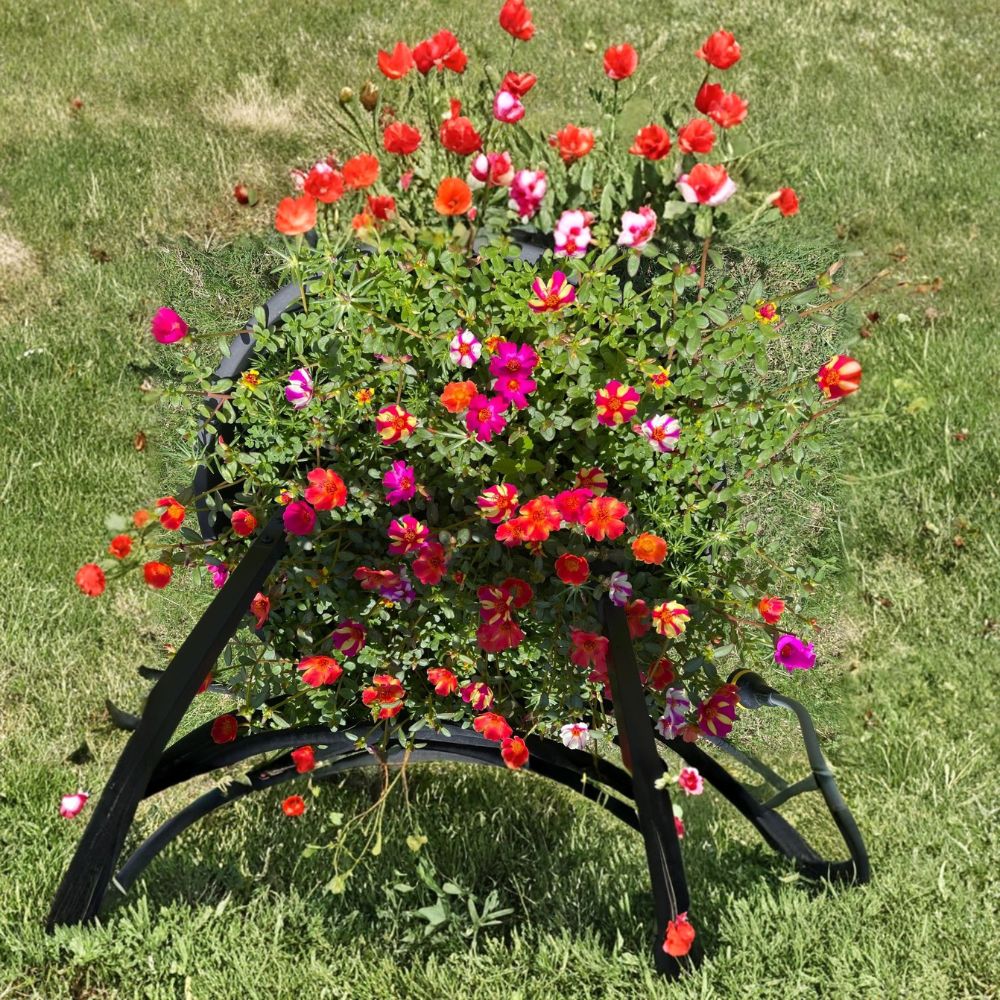 Ornamental Purslane – Portulaca grandiflora Live Cuttings | 25+ Fresh Unrooted Cuttings | Flowering Moss Rose | Succulent Ground Cover | Easy to Propagate
