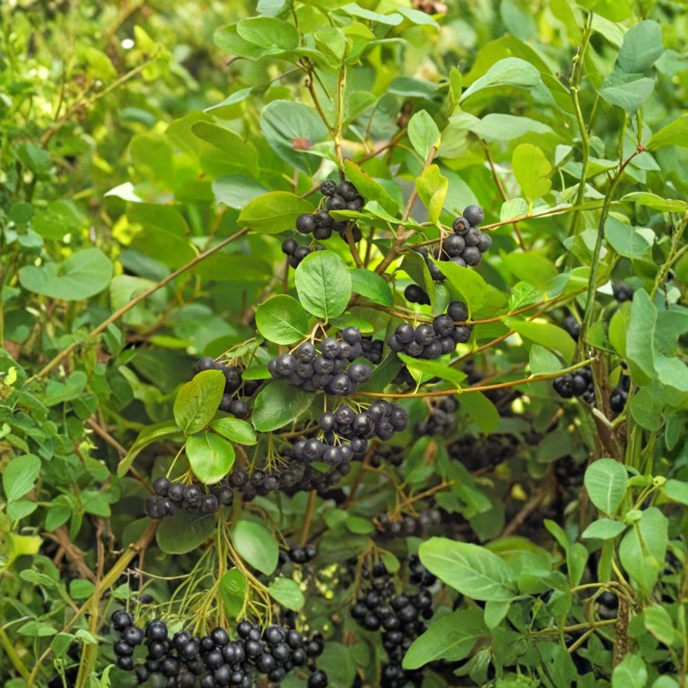 Black Chokeberry – Aronia melanocarpa Live Plant | 1–2 Feet Tall | Bare Root | Ornamental & Edible Berry Shrub | Landscape Friendly | Easy to Grow