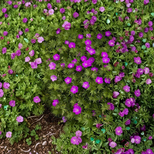 Max Frei Geranium Seeds – Bloody Cranesbill | 25+ Seeds Included | Hardy Red Perennial Flower | Ground Cover Garden Plant | Easy to Grow