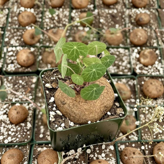 Stephania Cepharantha – Rare Live Caudex Plant | 4 Inch Pot | Unique Swollen Caudex | Lobed Green Foliage | Trailing Succulent | Collector Houseplant
