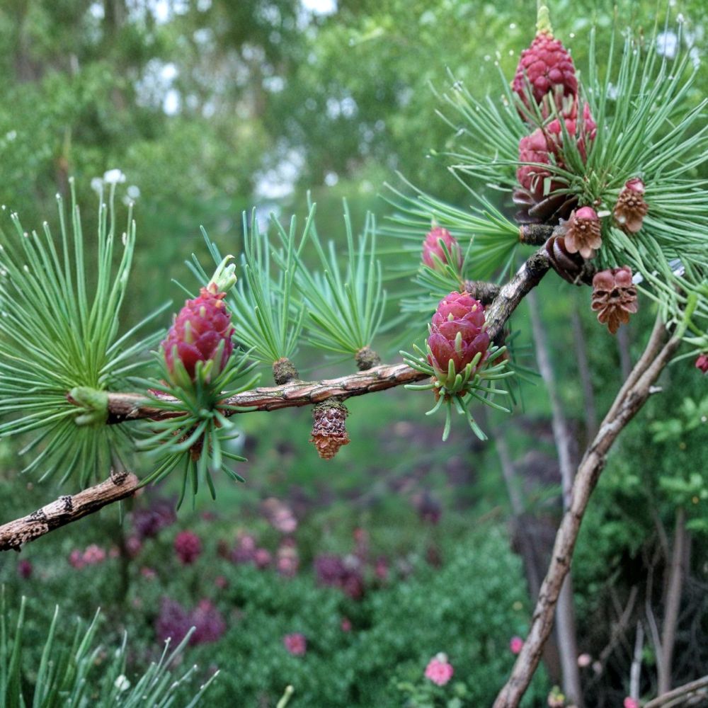 Tamarack American Larch – Live Native Deciduous Conifer | 12 Inch Tall Plant | Quart Pot | Larix laricina Cold Hardy Tree