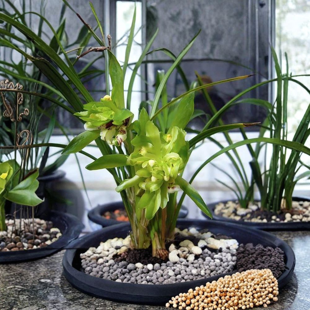 Cymbidium goeringii 'Green Butterfly' – 春兰余蝴蝶 Live Bare Root Orchid | Bloom Size | 4+ Pseudobulbs | Fragrant Chinese Orchid | Rare Collectible