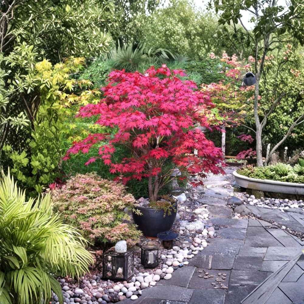 Bloodgood Japanese Maple Tree – Acer palmatum ‘Bloodgood’ Live Tree | Upright Red Maple | #3 Container Size | Classic Landscape Favorite