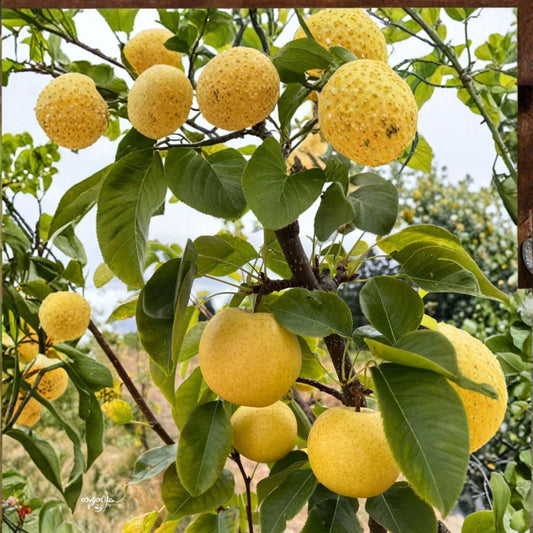 Korean Golden Pear Tree – Pyrus pyrifolia Live Tree | 32–36 Inches Tall | Includes Nursery Pot Asian Pear Variety | Sweet Crisp Fruit Tree | 황금배 韩国黄金梨
