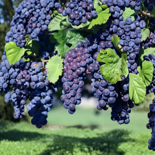 Glenora Seedless Grape Plant – Vitis labrusca Live Vine | Includes Nursery Pot Sweet Seedless Table Grape | Hardy Backyard Vineyard Variety | Easy to Grow