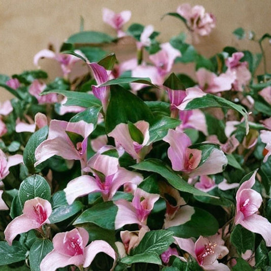 Blushing Bride Tradescantia – Tradescantia 'Blushing Bride' Live Plant Cuttings | 3 Unrooted Cuttings | Rare Variegated Houseplant | Easy to Root
