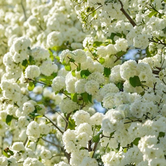 Japanese Snowball Live Bare Root Plant | Viburnum plicatum | 12–24 Inch Flowering Shrub | White Spring Blooms | Easy to Grow